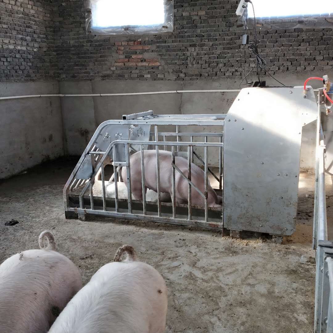 Estação ESF em uso numa granja de matrizes